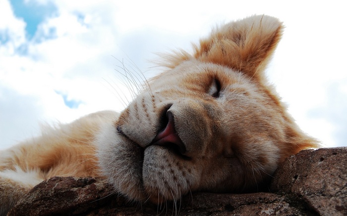 Close-up of a sleeping lion on a rock
