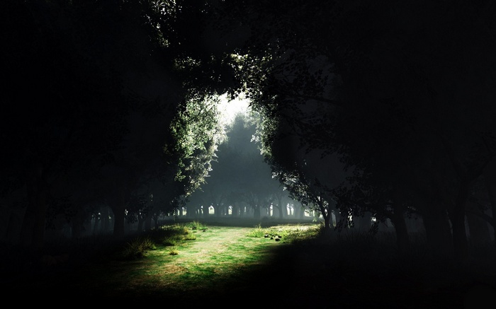 Dark forest path with sunlight filtering through trees