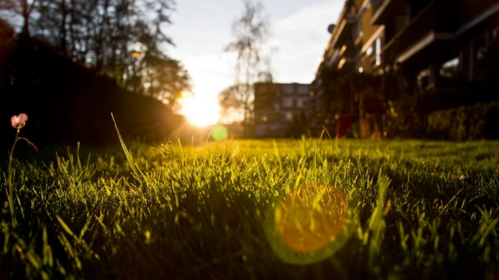 Close-up of grass with sunset lens flare