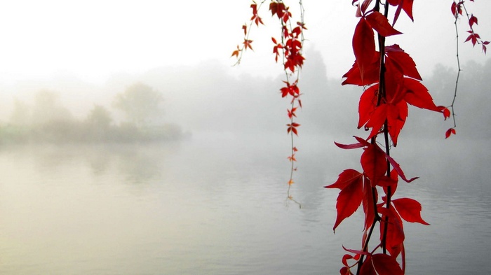 Red leaves in mist over a calm lake