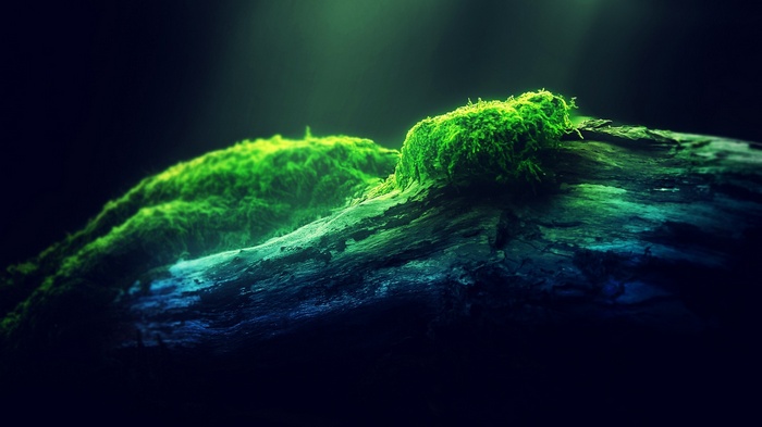Moss growing on a log in dark forest