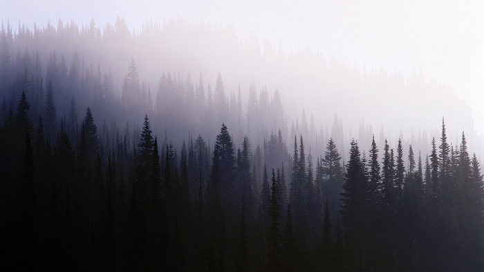 Misty forest with dark evergreen trees