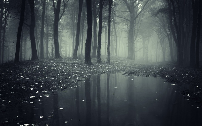 Misty forest with a reflective pool