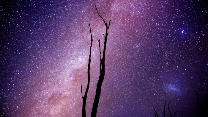 Silhouette of dead trees against the Milky Way
