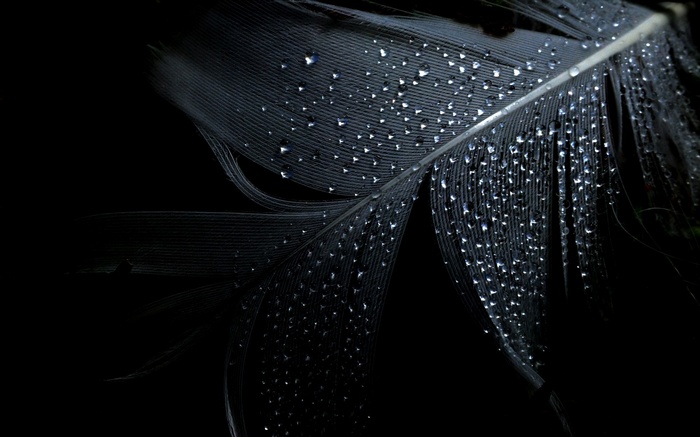 Close-up of a black feather with water drops
