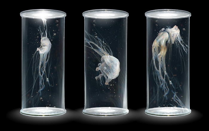 Three figures in glass cylinders on black background