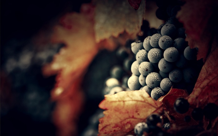 Grapes with water drops and autumn leaves