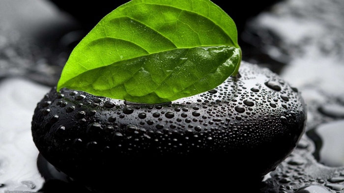 Green leaf on wet black stones macro