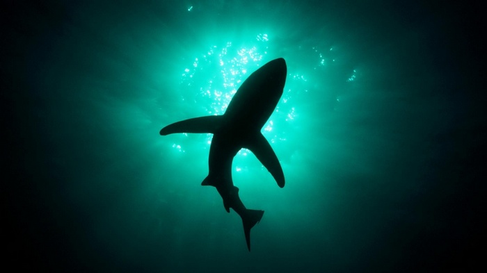 Silhouette of a shark swimming underwater