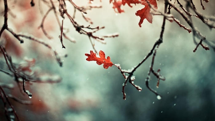 Red leaf on a snowy branch in winter