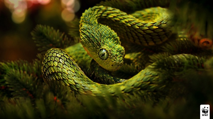 Reptiles Vipers Photo Manipulation Snake Advertisements Lizard Scales Green