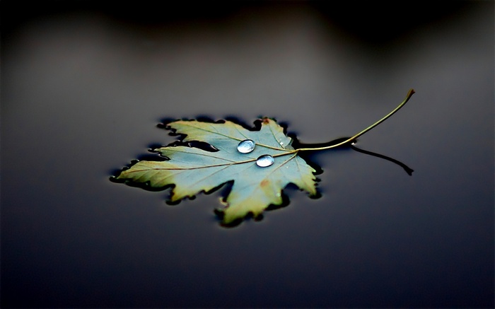 Leaf with water drops floating on dark water