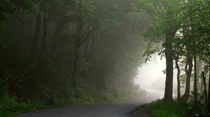 Foggy forest road with trees