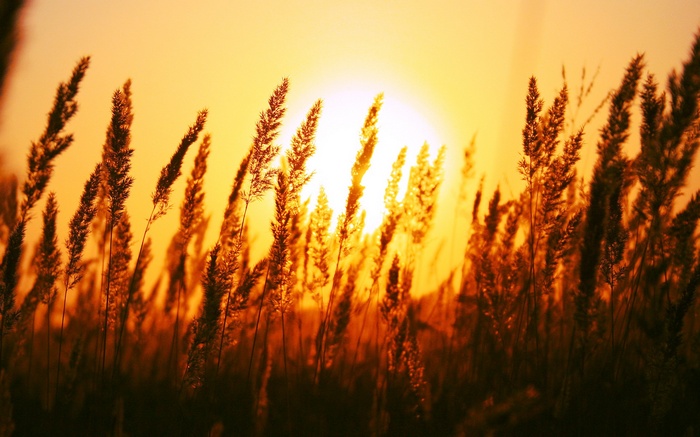 Sunlight filtering through tall grass at sunset