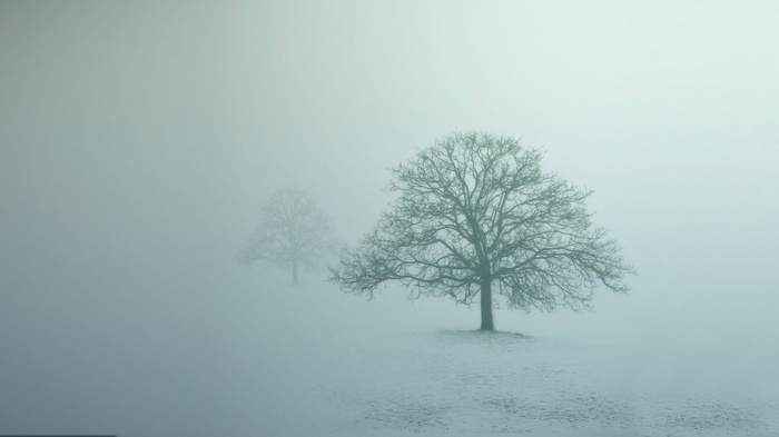 Two bare trees in a misty winter landscape