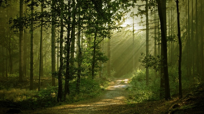 Sun rays filtering through a forest with a dirt path