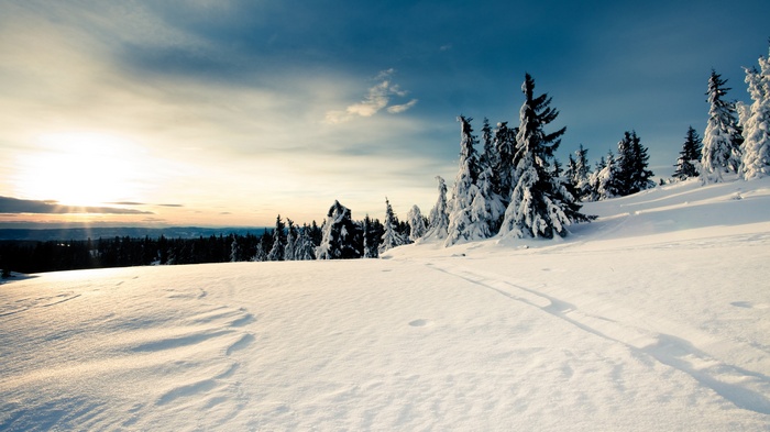 Snowy landscape with trees and sunlight