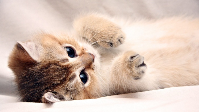 A fluffy kitten with blue eyes lying on its back