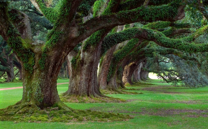 Avenue of ancient oak trees covered in moss