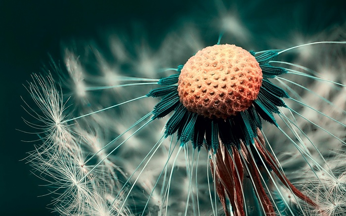 Close-up of a dandelion seed head