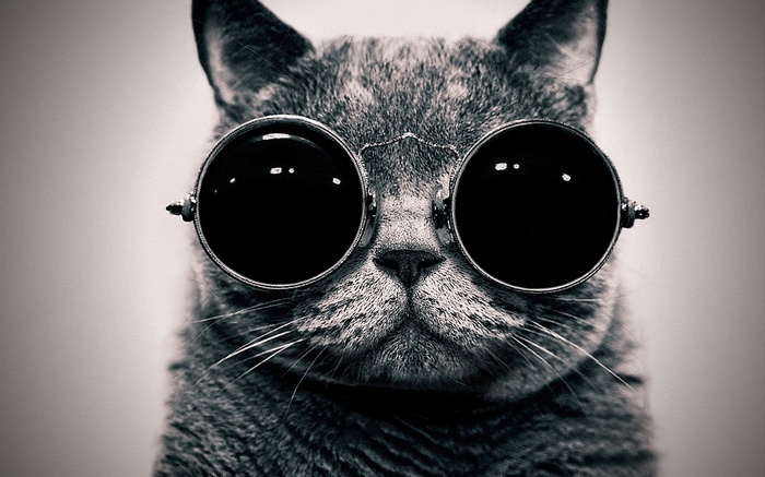 Monochrome cat wearing round sunglasses