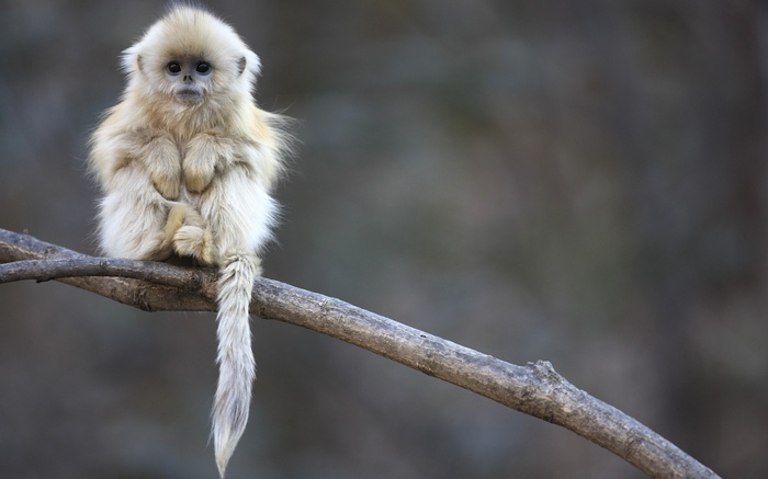 Golden snub-nosed monkey sitting on a branch