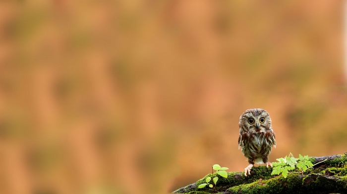 Small owl perched on a mossy branch