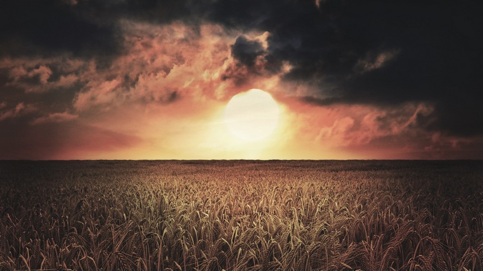 Wheat field under a dramatic sunset sky