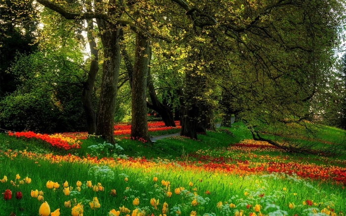 Nature Forest Flowers