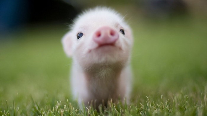 A baby pig stands in the grass