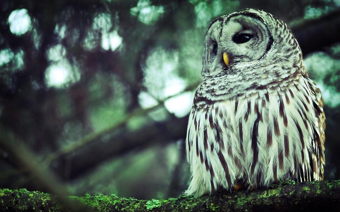 Barred owl perched on a mossy branch
