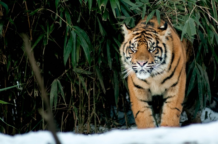 Tiger standing in bamboo and snow