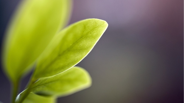 Macro photography of bright green leaves