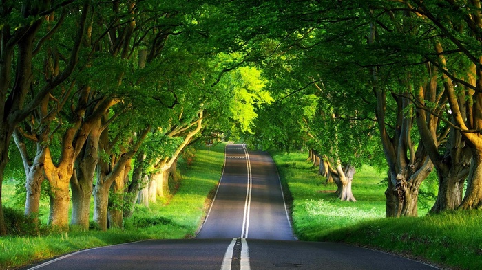 A road lined with green trees