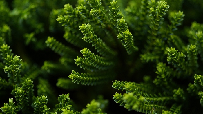 Green succulent plants with shallow depth of field