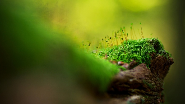 Moss growing on wood with bokeh background