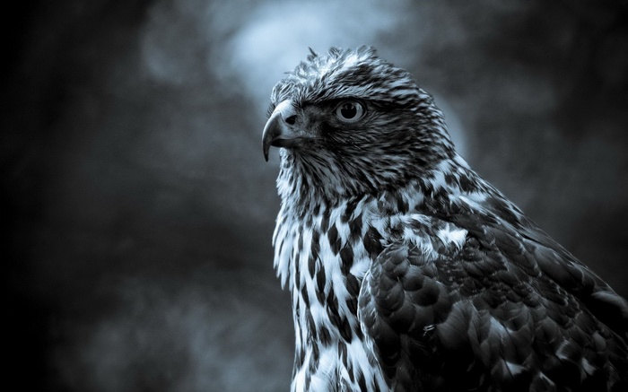 Monochrome portrait of a hawk