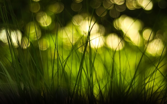 Macro shot of grass with bokeh effect