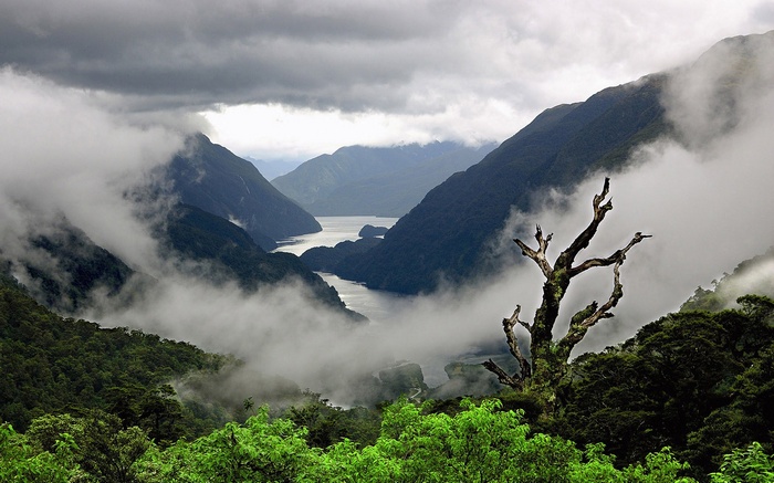 Misty mountains and a fjord with a dead tree