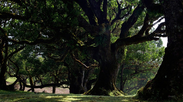 Ancient trees with mossy branches in a forest