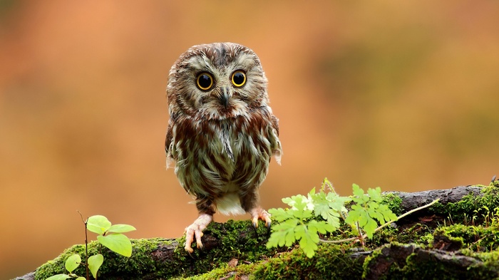 A small owl perched on a mossy branch