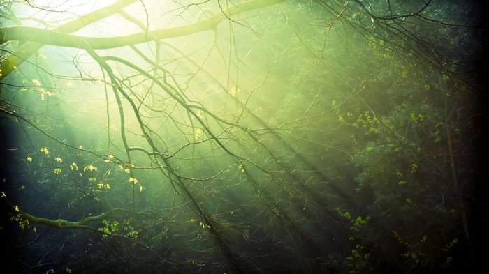 Sunlight filtering through trees in a forest
