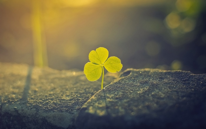 A single clover plant growing through a rock