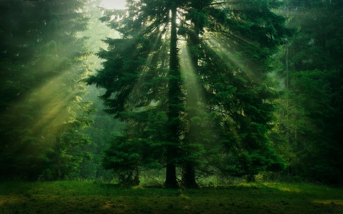Sun rays filtering through a misty green forest