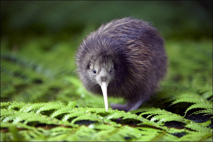 A kiwi bird stands on green ferns