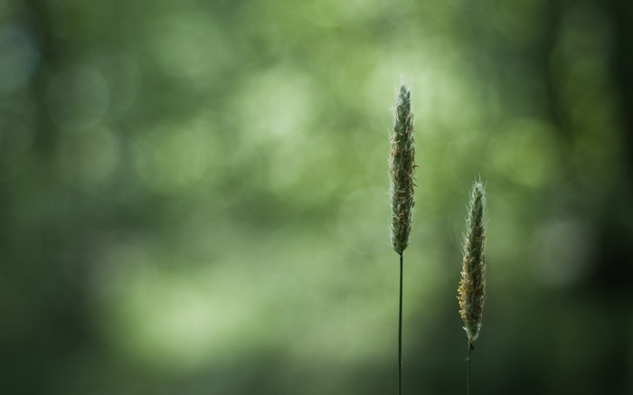 Two blades of grass with bokeh background