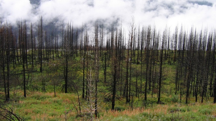 Burned forest with green undergrowth and clouds