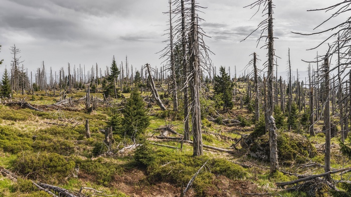 Dead forest with dry trees and green undergrowth
