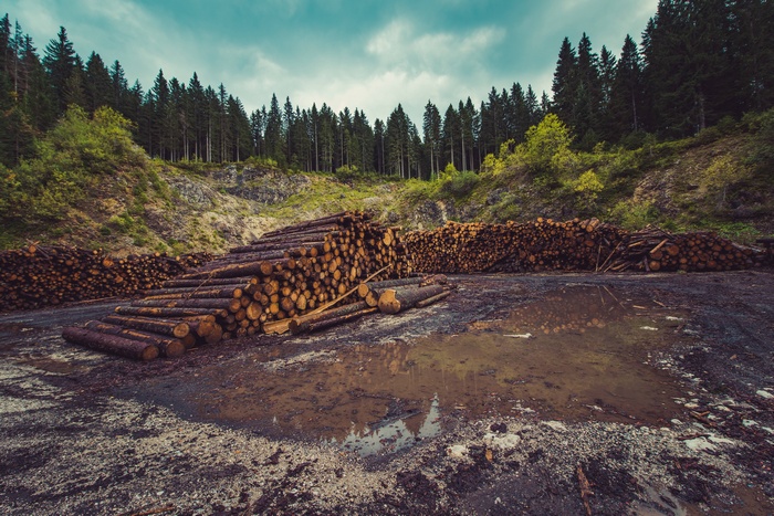 Deforestation and logging in a forest with piles of timber