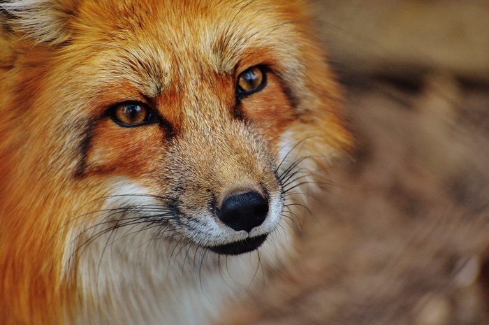 Close-up of a red fox's face